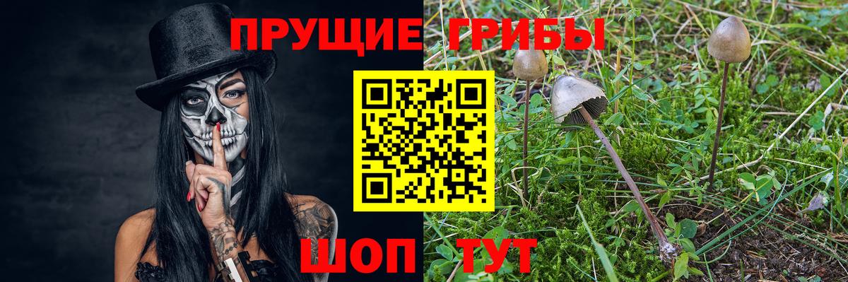 Северск  Псилоцибиновые грибы мухоморы  Псилоцибиновые грибы MAGIC MUSHROOMS  Вход с VPN 